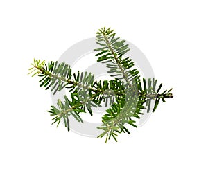 Green branch of Nordman fir Abies Nordmanniana isolated on white photo