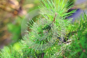 Green branch of pine tree witn cone