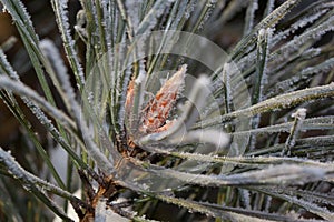 Green branch of the pine with young cones covered snow and hoarfrost. Close up