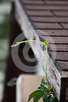 Green branch of the plant growing on the roof