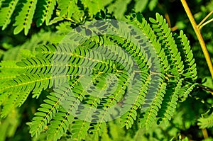 Green branch Polypodiophyta