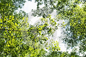 Green branch of poplar tree in forest in summer