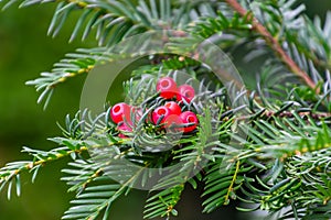 A green branch with the red berries of european yew or taxus baccata tree