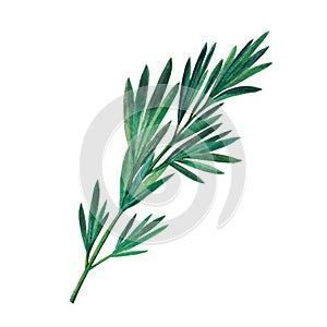 Green branch of rosemary isolated on white background.  Watercolor illustration