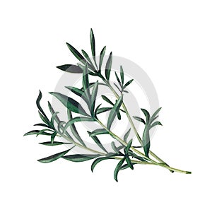 Green branch of santoreggia isolated on white background.  Watercolor illustration