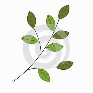Green branch of spring tree isolated on white background.