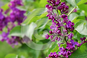 Green branch with spring violet lilac flowers