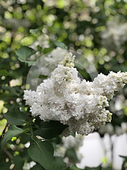 Green branch with spring white lilac flowers