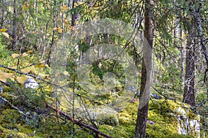 Green branch of the spruce tree in the forest near the Ladoga Lake