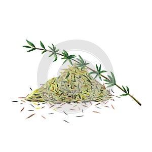 Green branch of thyme and dry spice.  Thyme set  isolated on white background.  Watercolor illustration