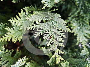 Green branch of a tree - Lawson`s cypress , False cypress , Ginger pine