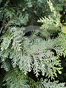 Green branch of a tree - Lawson`s cypress , False cypress , Ginger pine
