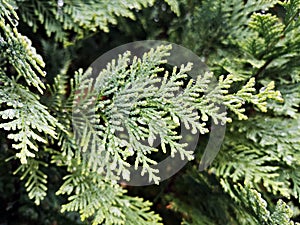 Green branch of a tree - Lawson`s cypress , False cypress , Ginger pine