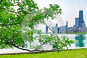 Green Branch from a Tree at North Avenue Beach and the Chicago Skyline