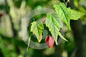 Green branch with unblown flower