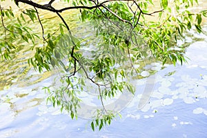 Green branch of willow tree over forest pond