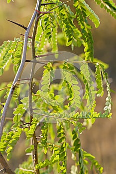 Green branches of acacia in evening