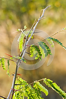 Green branches of acacia in evening