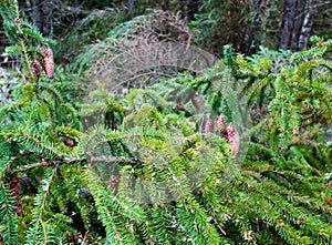 Green branches ate with cones. Close-up. Texture of spruce