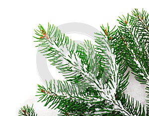 Green branches of Christmas tree on snow