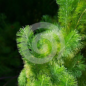 Green branches covered in short fluffy hairs