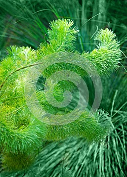 Green branches covered in short fluffy hairs