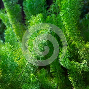 Green branches covered in short fluffy hairs