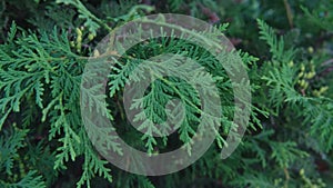 Green branches of evergreen thuja plant close-up. Branches of the green Thuja Plicata tree, green background. Shooting video aroun