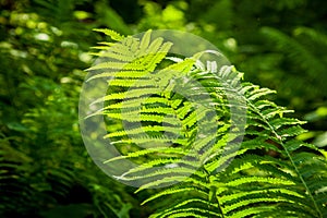 Green branches of fern forest