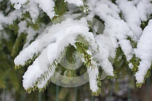 Green branches of fir-tree