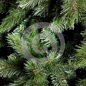 Green branches of fir-tree
