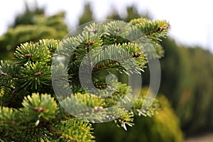 Green branches of fir tree in forest.