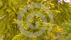 Green branches fir tree in summer forest close up. Spruce tree in conifer forest