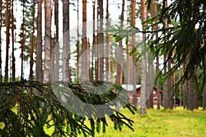 Green branches of fir trees in the countryside in the forest at the rest center