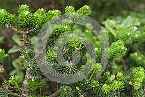 green branches of fir, unique tree species growing up in plateau area