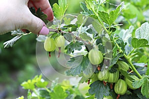 Green branches of gooseberry with unripe berries in the garden in female hands. Plants without GMOs. Vegetarian food. Regenerative