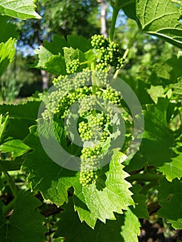 Green branches of grape -  cluster before blooming