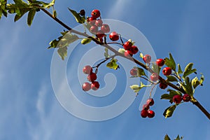 Green branches of hawthorn strewn with red berries