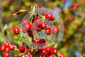 Green branches of hawthorn strewn with red berries