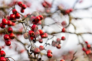 Green branches of hawthorn strewn with red berries photo