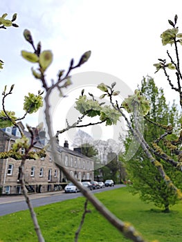 Green branches with inflorescences