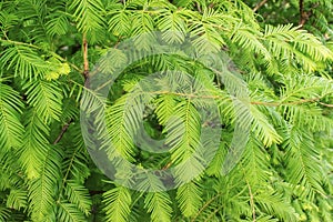 Green branches and leaves of the Gold Rush, Dawn Redwood, Metasequoia glyptostroboides