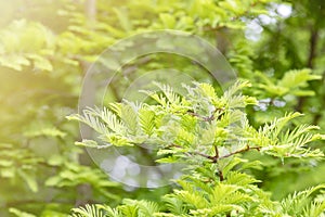 Green branches and leaves of the Gold Rush, Dawn Redwood,  Metasequoia glyptostroboides