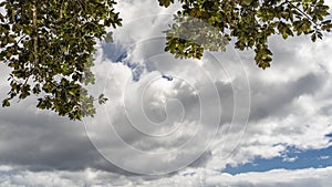 Green branches and leaves of tropical trees against a background of blue sky