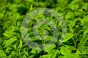 Green branches with new leaves