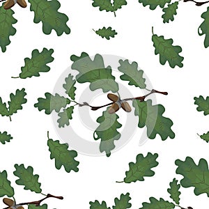 Green branches of oak with acorns and leaves. Seamless. on white background. illustration