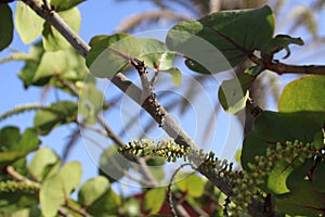 Green branches over blue sky, Touch of spring