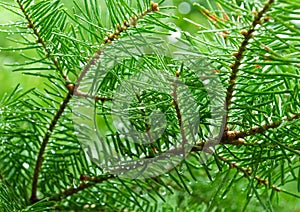 Green branches of pine tree, needles photo