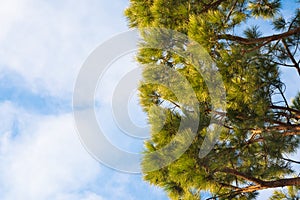 Green branches of Pinus taeda against a blue sky with white clouds