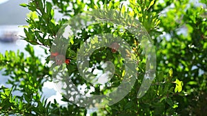 Green branches of a pomegranate bush with small fruits flutter in the wind near the sea